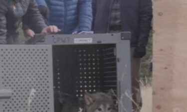 File footage -CPW Director Jeff Davis said most of the wolves that have been reintroduced in Colorado "are sticking to natural food sources and avoiding livestock conflicts."