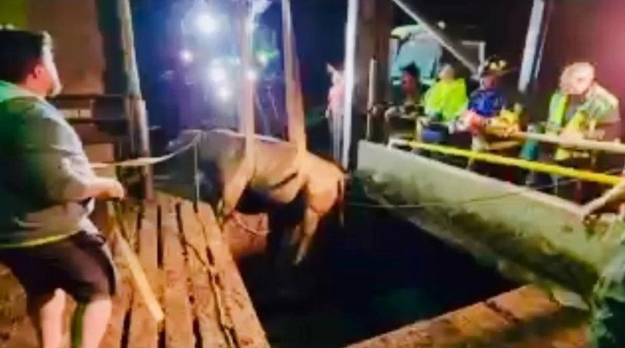 <i>Township Fire Department/WQOW via CNN Newsource</i><br/>Firefighters were dispatched to help a bull that had fallen into a manure pit inside a barn.