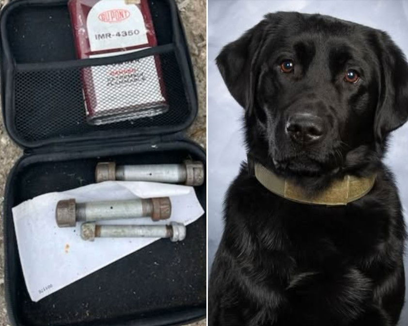 <i>Saginaw Police Department/Facebook/WWJ via CNN Newsource</i><br/>A K-9 in Saginaw