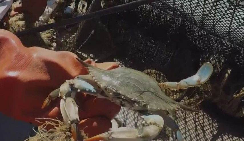 <i>WJZ via CNN Newsource</i><br/>Maryland's Chesapeake Bay is seeing a concerning drop in its population of blue crabs