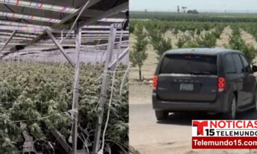 Investigación de la DEA resulta en alrededor de 70 arrestos en múltiples operaciones de cultivo ilegal cerca de Thermal
