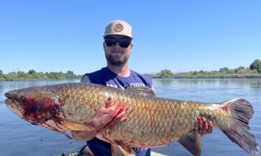 An Idaho bow fisherman has shattered the state record for grass carp after catching a fish weighing nearly 68 pounds.
