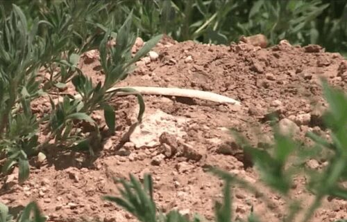 Dozens of dead dogs — some still wearing collars — have been discovered in a secluded area near the Logan landfill