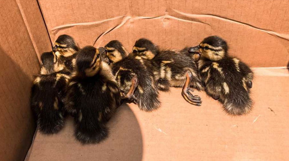 <i>Northeast Adams Fire and EMS via CNN Newsource</i><br/>Northeast Adams Fire and EMS volunteer firefighters rescued the six ducklings after they fell into a storm drain on Abbotstown Street in East Berlin.
