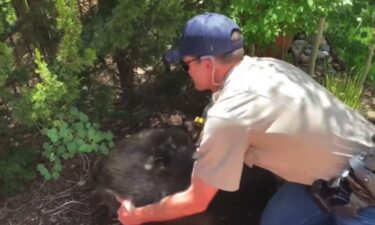 A wildlife officer gets prepared to transport the bear after it was tranquilized.