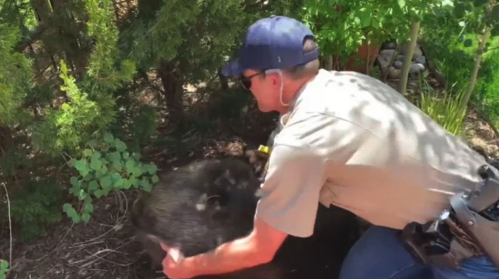 <i>Arapahoe County via CNN Newsource</i><br/>A wildlife officer gets prepared to transport the bear after it was tranquilized.