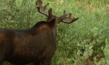 Colorado Parks and Wildlife is urging caution after three separate moose attacks in three days across the state. The department says it's mostly a coincidence that all of the attacks happened in a stretch of only a few days.
