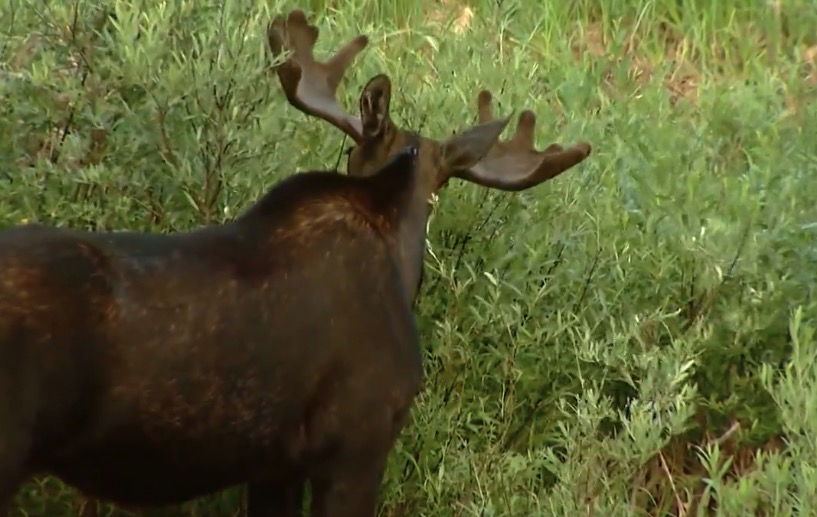 <i>KCNC via CNN Newsource</i><br/>Colorado Parks and Wildlife is urging caution after three separate moose attacks in three days across the state. The department says it's mostly a coincidence that all of the attacks happened in a stretch of only a few days.