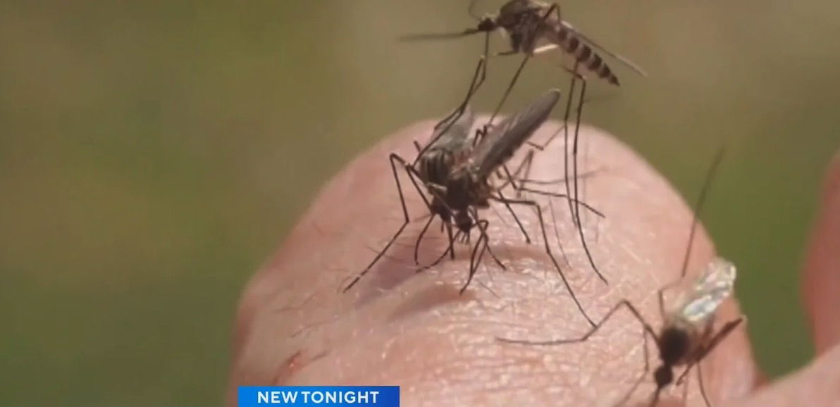 <i>KOVR via CNN Newsource</i><br/>Sacramento is launching a new tactic to stop the spread of invasive mosquitoes that can infect people with Zika and dengue fever. The plan