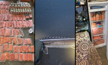 The California Department of Fish and Wildlife said while it was on the lookout for extensive illegal fishing activity along the Sacramento River