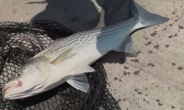 A warning to anglers who eat their catch from the San Francisco Bay