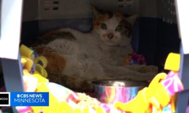 A cat now calling Minnesota home has braved an international journey of survival and resilience after being found in a shipping container