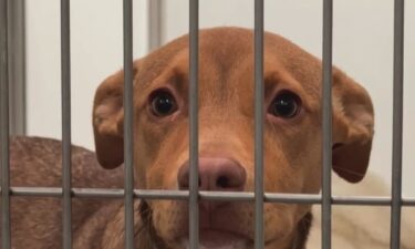 The COVID-19 pandemic is still having a deadly effect on the pet population. The number of unwanted animals is straining San Francisco's shelter capacity to the breaking point