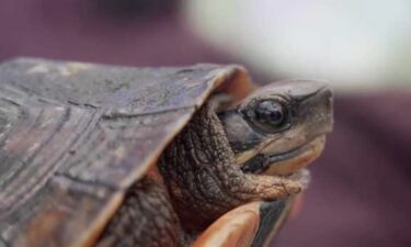 More than 250 species of reptiles and amphibians call Iguanaland home. And it's not just home to those creatures but to animal aficionado Ty Park.