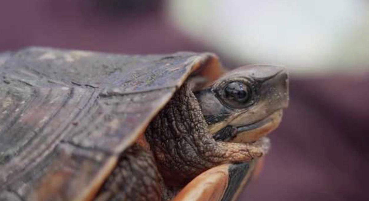 <i>WBBH via CNN Newsource</i><br/>More than 250 species of reptiles and amphibians call Iguanaland home. And it's not just home to those creatures but to animal aficionado Ty Park.