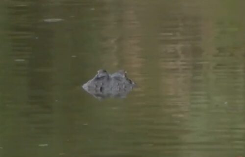 The woman who died after an alligator attack in May was bitten in the torso after being knocked into the water from a canoe