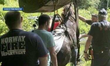 Members of at least six different Maine emergency departments helped rescue a horse stuck in the mud in Casco on June 22. The rescue took four hours.