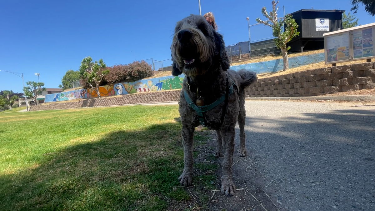 Scotts Valley to discuss potential restrictions to dog access in public parks – KION546