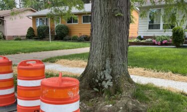 A citywide sidewalk repair program has some Clevelanders scratching their heads. Their sidewalks all had the same kind of damage after massive city-owned trees and their roots broke them up.