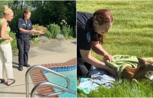 A Bloomfield Township Animal Control officer is being credited with saving a young fawn that was drowning under a pool cover early Sunday morning.