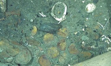 Coins known as cobs in the San José galleon shipwreck in the Colombian Caribbean