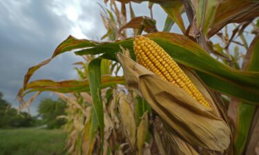 Storm clouds build above a corn field in August 2024