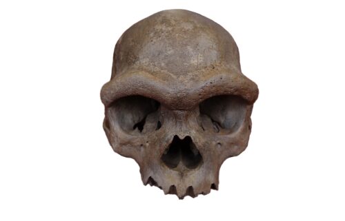 The nearly complete cranium recovered from a well in Harbin