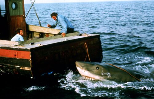 A great white shark swims through a school of Tommy roughs in South Australia