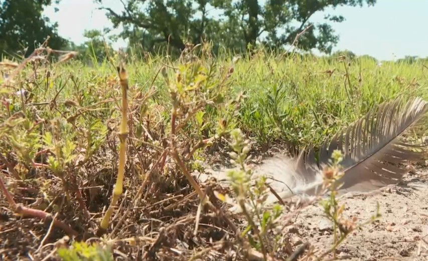 <i>KAKE via CNN Newsource</i><br/>Cylie Gillespie was one of those witnesses. She didn't see the geese get killed