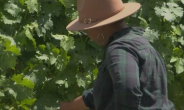 Wildfire smoke can seep into grapes and alter the taste of wine