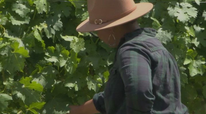 <i>KAPP via CNN Newsource</i><br/>Wildfire smoke can seep into grapes and alter the taste of wine