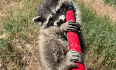 A baby raccoon grabs onto a catch pole after being removed from the engine compartment of a semi-truck in Arapahoe County on July 15.