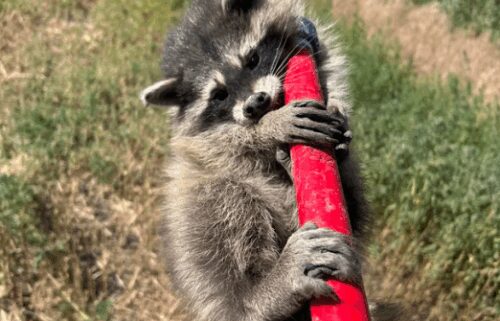 A baby raccoon grabs onto a catch pole after being removed from the engine compartment of a semi-truck in Arapahoe County on July 15.