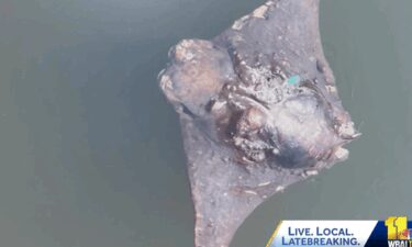 Some Glen Burnie residents are breathing a sigh of relief after dead cownose rays left a horrid smell.