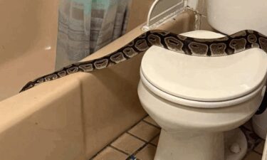 A 5-foot python found in bathroom of Derry apartment building.