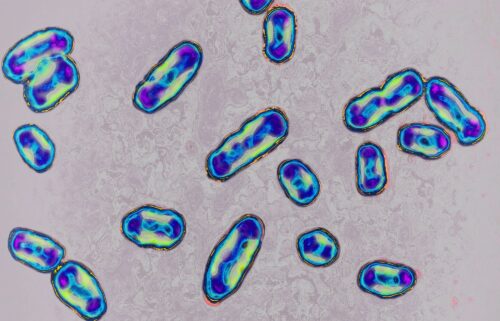 The bacterium Yersinia pestis