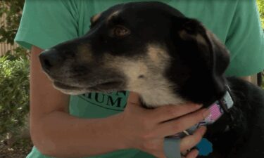 A former resident at Hilton Head Humane Association is safe 6 days after getting loose from his family.