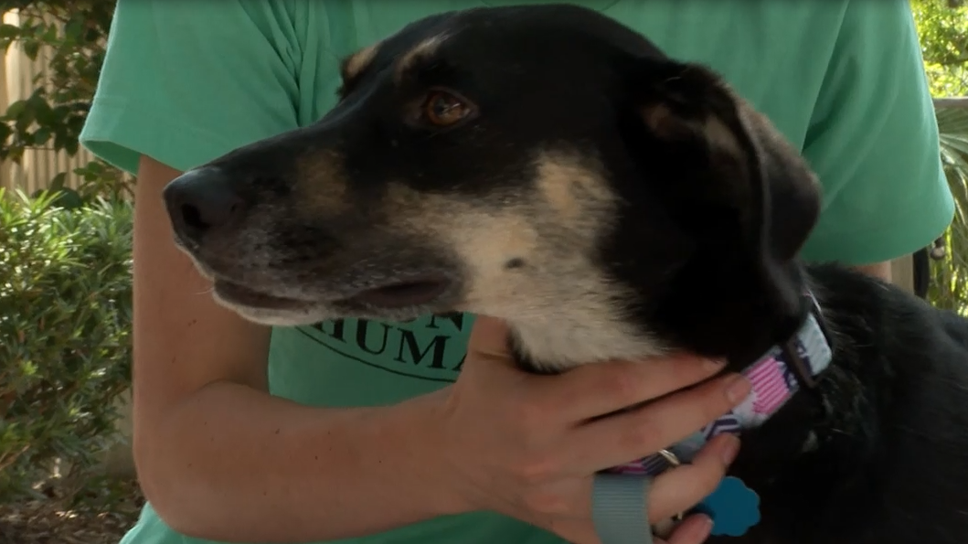 <i>WJCL via CNN Newsource</i><br/>A former resident at Hilton Head Humane Association is safe 6 days after getting loose from his family.