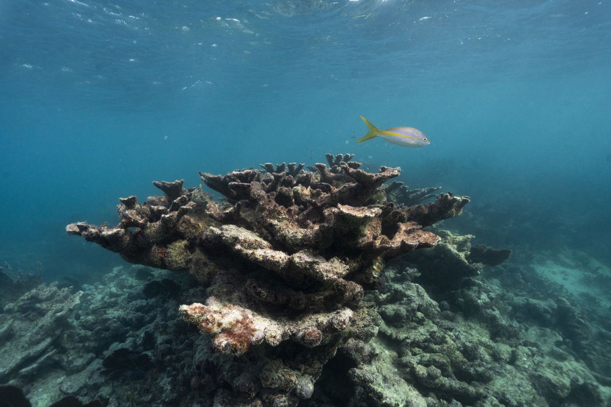<i>The Washington Post/Getty Images via CNN Newsource</i><br/>Dead elkhorn coral near Elbow Reef off the coast of Key Largo